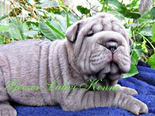 choits Shar Pei disponible