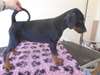 Dobermann noir - photo 1