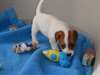 Donne femelle Jack Russel - photo 1