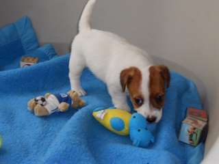 Donne femelle Jack Russel
