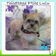 Toilettage P'tite Lulu a Sainte-Julienne