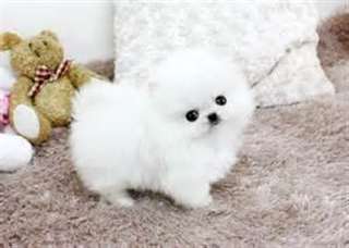 chiot pomeranien