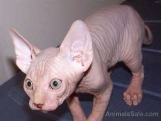 Chatons Sphynx beaux et mignons prêts pour la vent