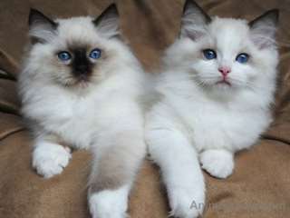 Chatons Ragdoll à vendre