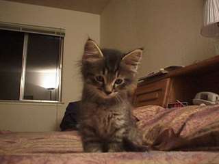 Maine Coon mâle et chatons femelles Prêt pour les