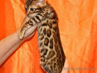 Chaton bengal qualité pour adoption
