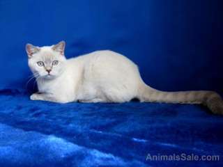 Scottish fold Scottish fold Scottish fold