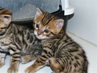 Brown Spotted mâle et femelle du Bengale chatons