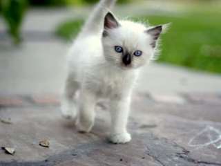 Chatons Ragdoll &#224; vendre