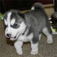 Siberian Husky chiots pour adoption