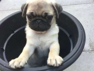 Adorables chiots AKC enregistré Pug