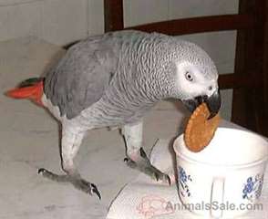 Jeune mâle et femelle Congo African Grey à vendre