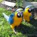 bonjour bonjour nous accueillons deux perroquets b - photo 1