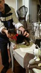 yorkshire femelle à donner