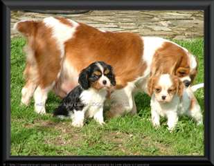 adorables chiots Cavalier king charles spaniel pou