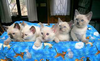 des adorables chatons siamois