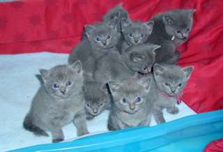 des Chaton chartreux disponible