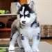 Yeux bleus de race Chiots Siberian Husky - photo 1