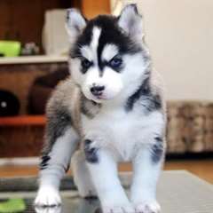 Yeux bleus de race Chiots Siberian Husky