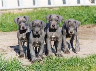 Magnifiques chiots Dogue Allemand