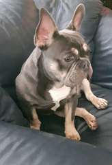 magnifiques chiots bouledogue français disponibles