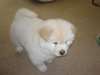 chiot Chow chow - photo 1