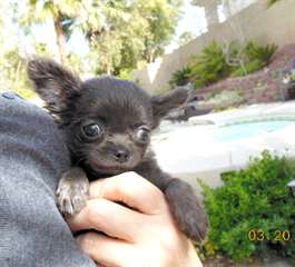 chiot chihuahua