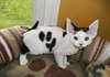 devon rex kittens - photo 1