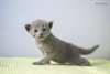 Chatons bleu russe - photo 2