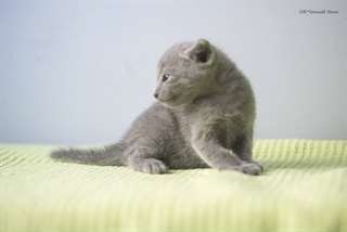 Chatons bleu russe