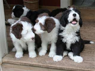 Bearded Collie Chiots à vendre