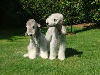 Chiots Bedlington terrier à vendre