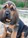Bloodhound Chiens et Chiots à vendre - photo 1