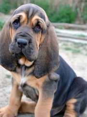 Bloodhound Chiens et Chiots à vendre