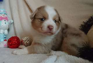 Donne un chiot type berger australien non lof
