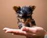 A donner Chiot Yorkshire mâle - photo 1