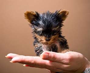 A donner Chiot Yorkshire mâle