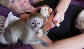 A donner adorable b&#233;b&#233;s singe capucin