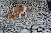 belle bulldog anglais souhaite Rowendale gratuit - photo 2