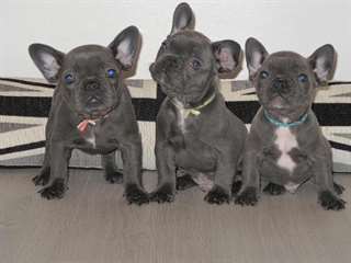 Chiots bulldog français à la recherche d'une nouv