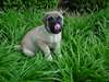 chiot mastiff - photo 1