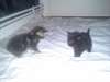 5 chatons - photo 2