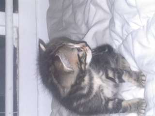 5 chatons