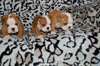belle bulldog anglais souhaite Rowendale gratuit - photo 1