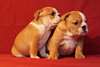 belle bulldog anglais souhaite Rowendale gratuit - photo 2