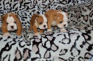 belle bulldog anglais souhaite Rowendale gratuit