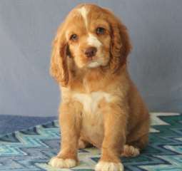 Mignons chiots de cocker pour votre maison.