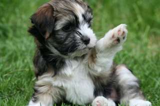 Chiots bichon havanais