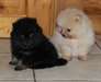 chiots type spitz nain - photo 1