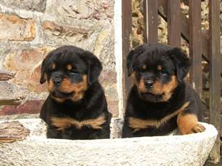 chiots Rottweiler à donner